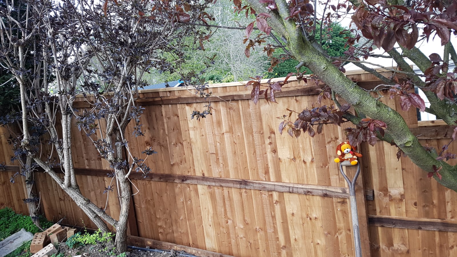 New timber fence panels behind a young tree in a back garden